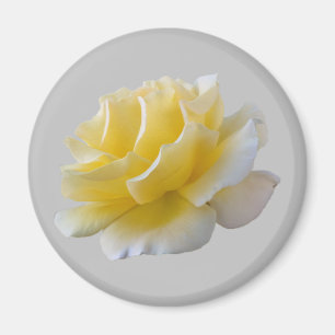 Gul ros petals magnet