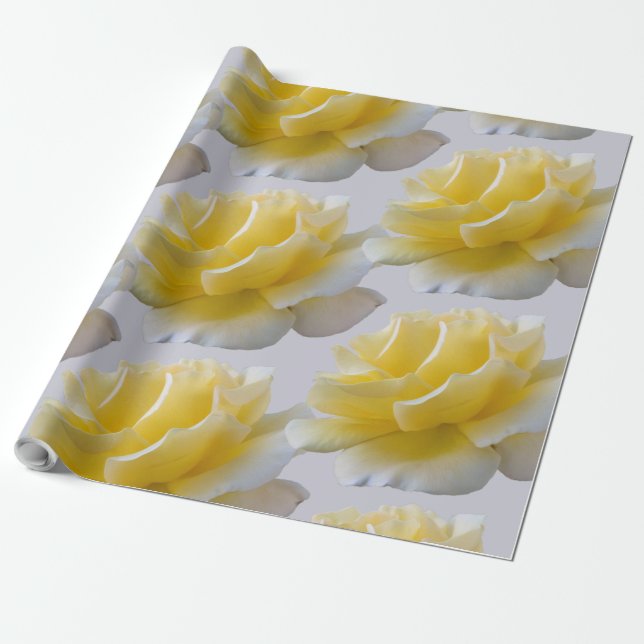 Gul ros petals presentpapper (Utrullad)