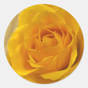 Gul ros Petals Runt Klistermärke