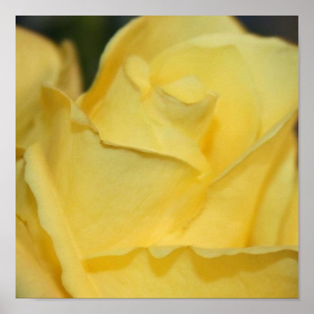 Gul ros Poster (Framsidan)