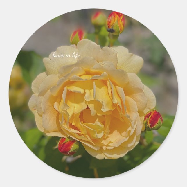 Gul ros runt klistermärke (Framsida)