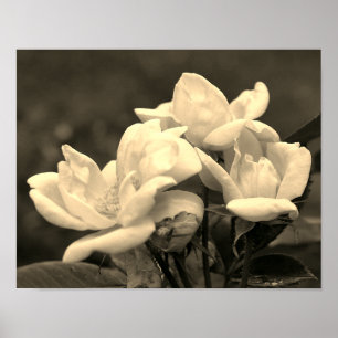 Gul ros Trio i Sepia-färgton Poster