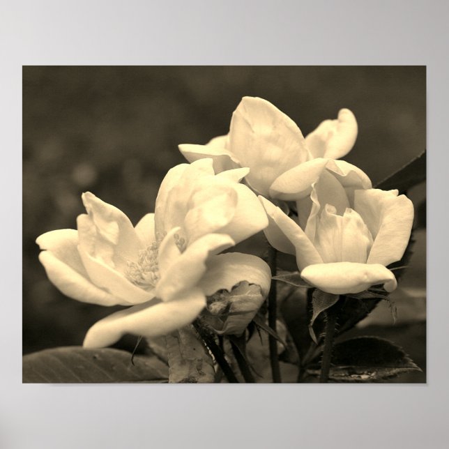 Gul ros Trio i Sepia-färgton Poster (Framsidan)