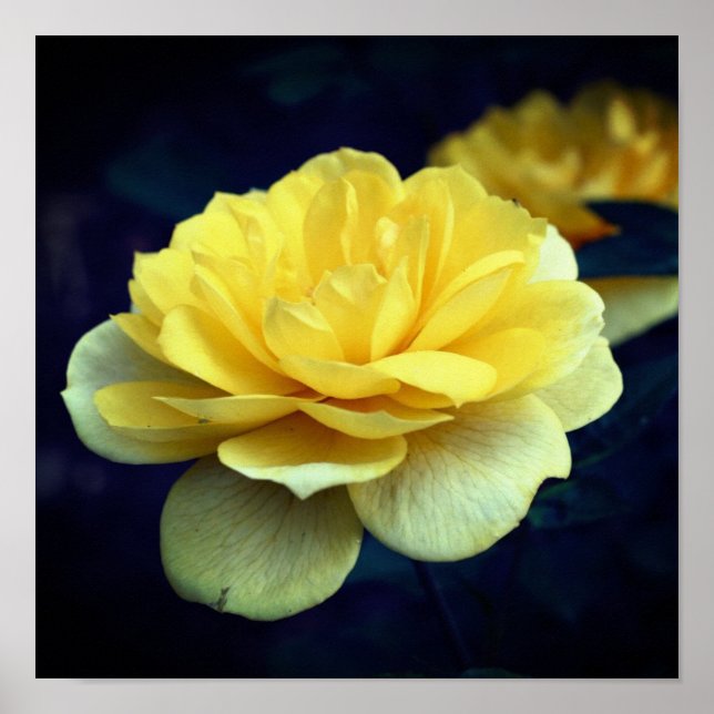 Gul rosblomma i full blomning  poster (Framsidan)