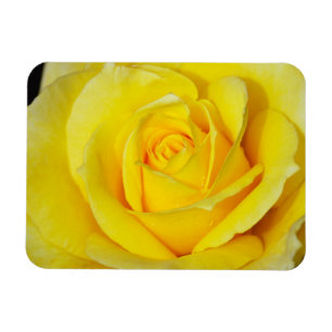 Gul rosblommigtmagnet magnet