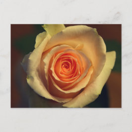 Gul rosen-kort vykort