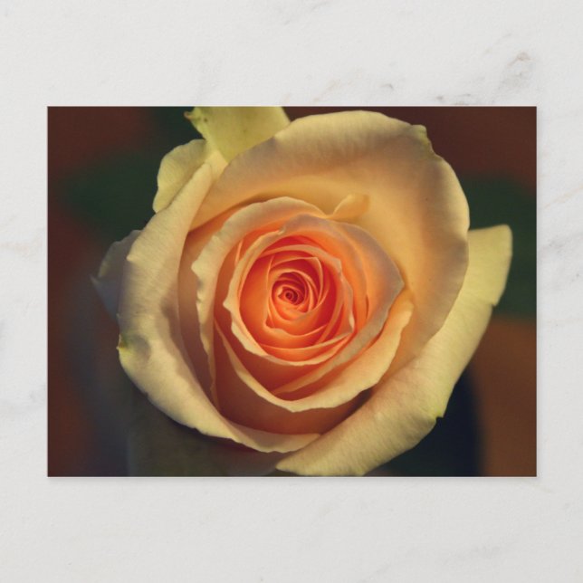 Gul rosen-kort vykort (Framsida)