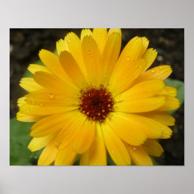 Gul Sammet Macrotryck Poster (Framsidan)