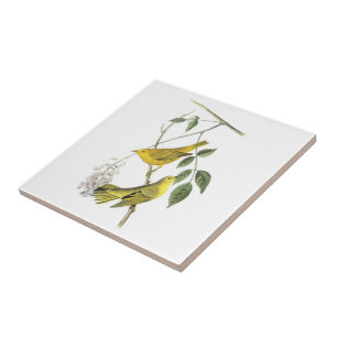 Gul sångare vid Audubon Kakelplatta