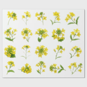 Gul Senapsblomma Botanisk Uppsättning Rapsblomning Presentpapper