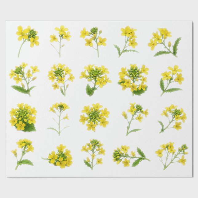 Gul Senapsblomma Botanisk Uppsättning Rapsblomning Presentpapper (Platt)