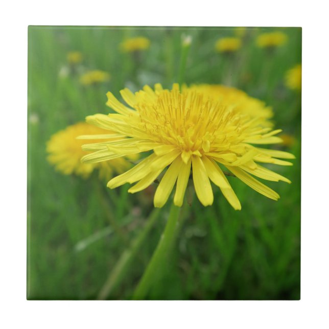 gul, smörblomma, växt, maskros, äng, kakelplatta (Framsidan)