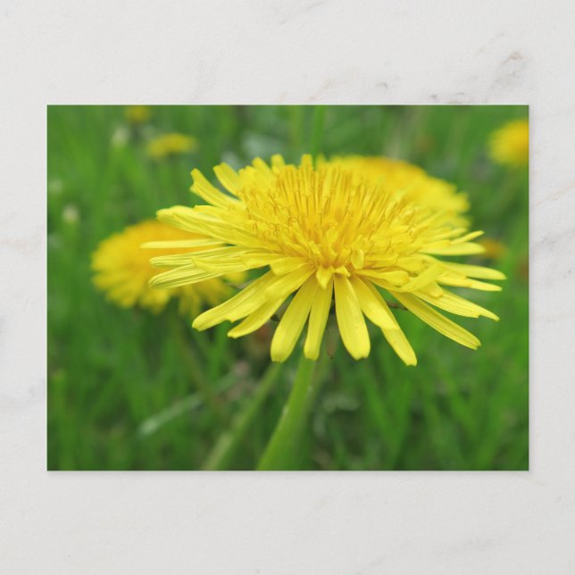 gul, smörblomma, växt, maskros, äng, vykort (Framsida)
