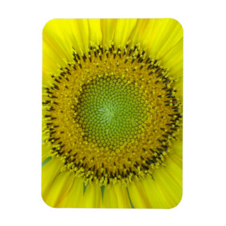 Gul solros magnet