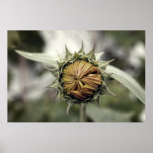 Gul solros med slutna kronblad poster