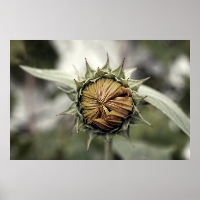 Gul solros med slutna kronblad poster (Framsidan)