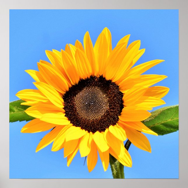 Gul solros mot sol på blå himmel - sommar  poster (Framsidan)
