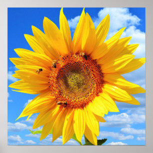 Gul solros och bin på blå himmel - Sommardag Poster