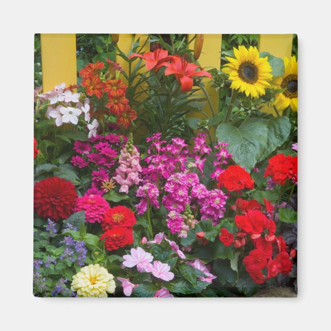 Gul staket med blomsterträdgård framför magnet (Framsidan)
