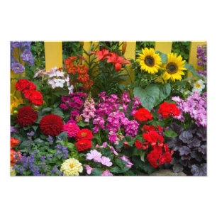 Gul staket med blomsterträdgård i fototryck