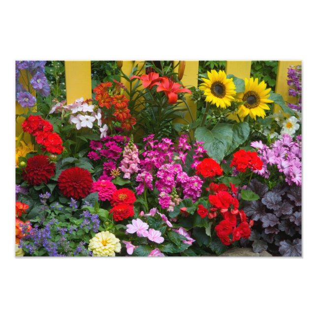 Gul staket med blomsterträdgård i fototryck (Framsidan)