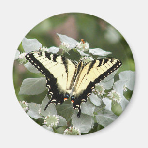 Gul swallowtailfjärilsmagnet magnet