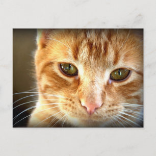 Gul Tabby Katt Postkort Vykort