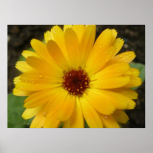 Gul Tagetes Makrotryck Poster