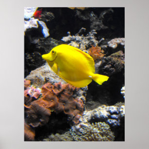 Gul Tangfisk Poster