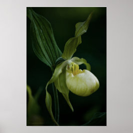 Gul toffelblomma tryck