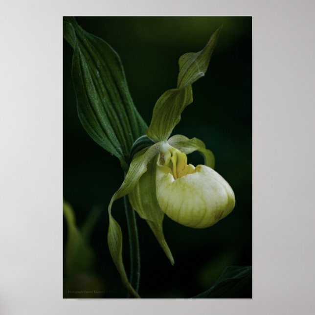 Gul toffelblomma tryck (Framsidan)