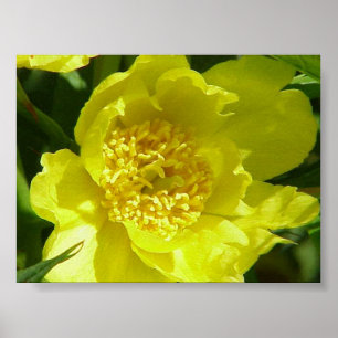 Gul trädpion (Paeonia Lutea) Poster