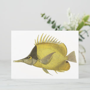 Gul Tropisk Chelmon Longirostris, gammal fisk