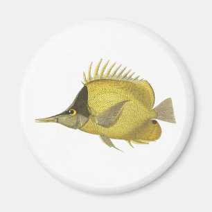 Gul Tropisk Chelmon Longirostris, Vintage Fisk Magnet