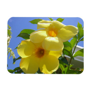Gul trumpetblomma I Magnet
