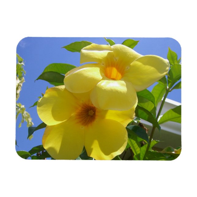Gul trumpetblomma I Magnet (Horisontell)