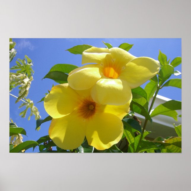 Gul trumpetblommor I Poster (Framsidan)
