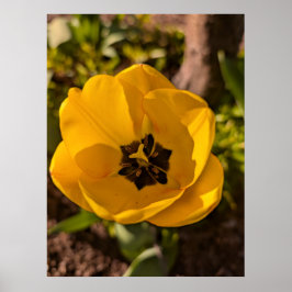 Gul Tulp Makrobild Vår Poster