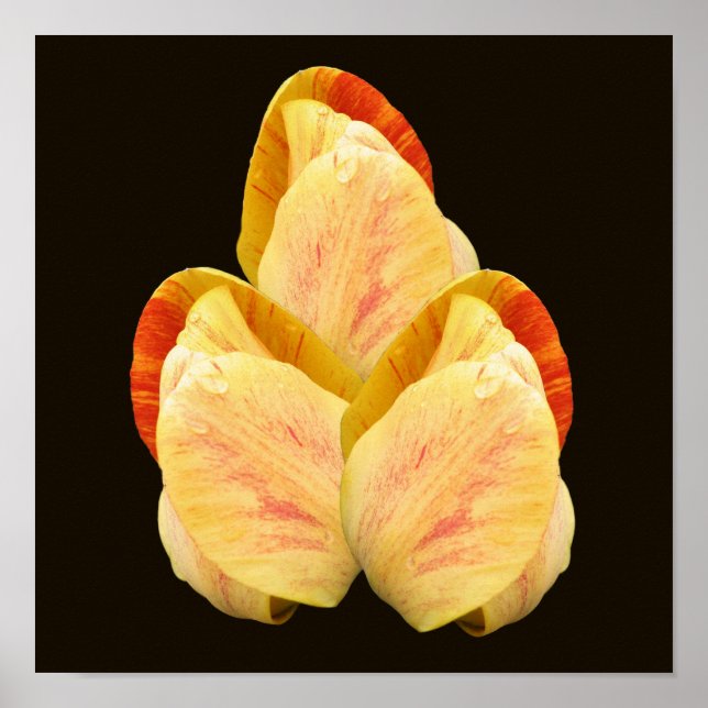 Gul tulpan blomblad bukett poster (Framsidan)