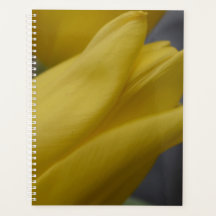 Gul Tulpan Blommig Planerare – Blomfotografering