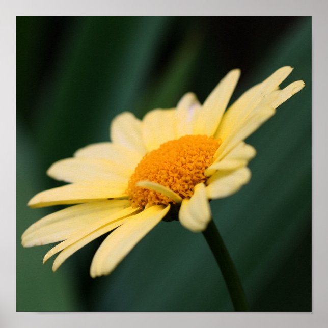 Gul tusenskönsblomma närbild poster (Framsidan)