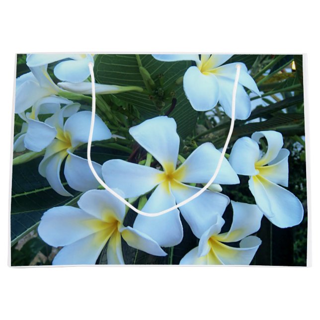 gul, vit, frangipani, blomma, natur, sommar, (Framsidan)
