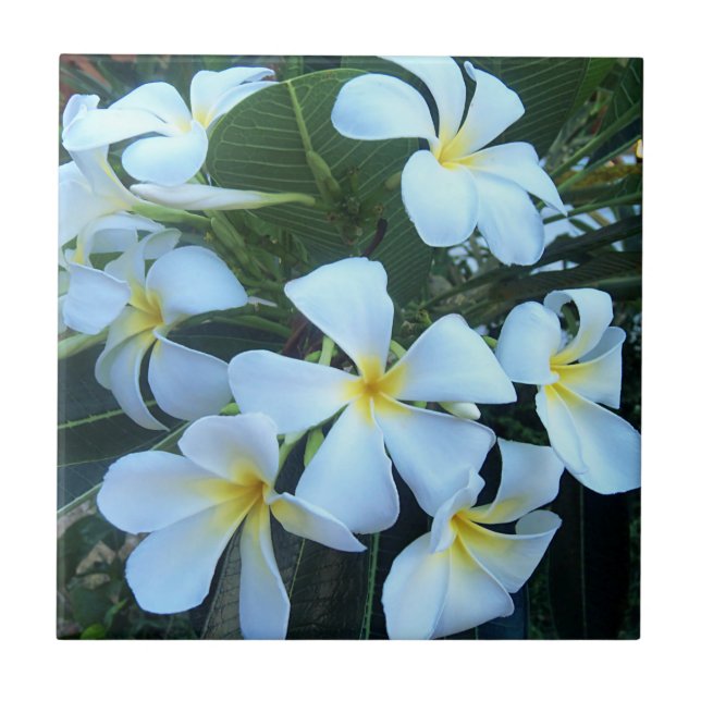 gul, vit, frangipani, blomma, natur, sommar, kakelplatta (Framsidan)