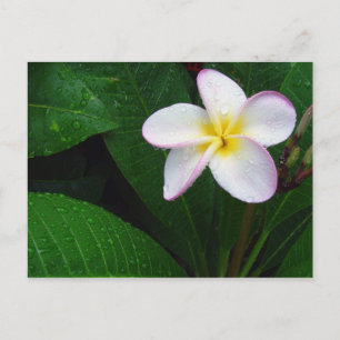 Gul & vit hawaiiansk plumeria-blomma vykort