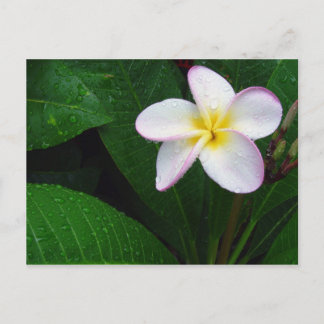 Gul & vit hawaiiansk plumeria-blomma vykort