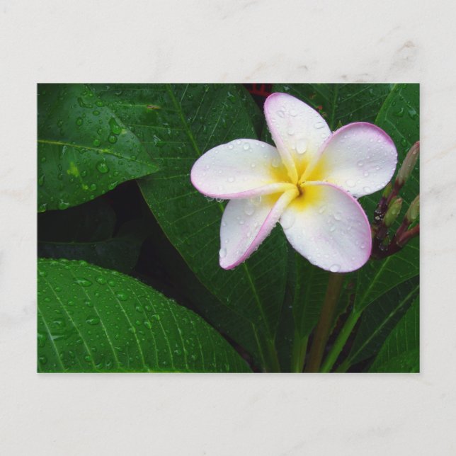 Gul & vit hawaiiansk plumeria-blomma vykort (Framsida)