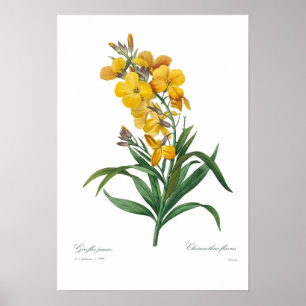 Gul Wallflower Poster