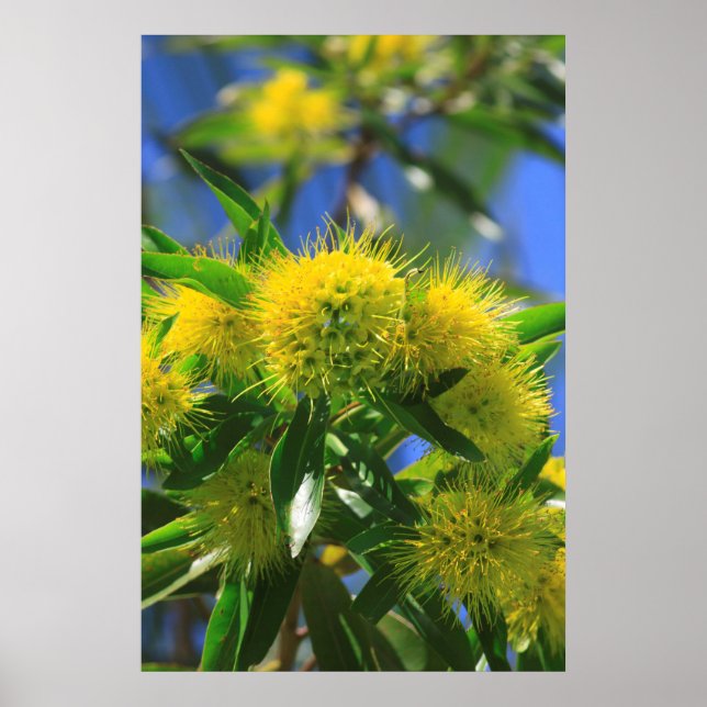 Gul Wattle Träd Poster (Framsidan)
