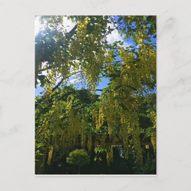 Gul Wisteria Vykort (Framsida)