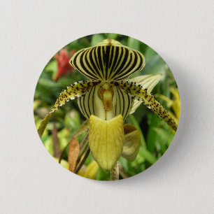Gul zebra ränderOrchid Knapp